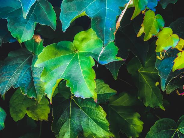 istock closeup green ivy leaves background 1226109989