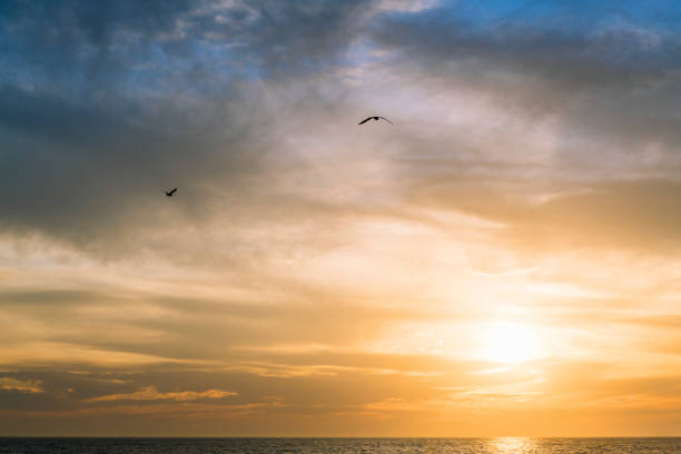 istock gulls flying over the sea across the sky at sunset 1226111273