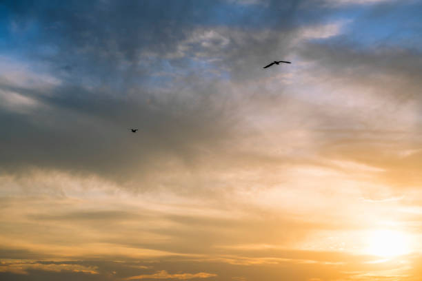 istock gulls flying across the spectacular sky at sunset 1226111277