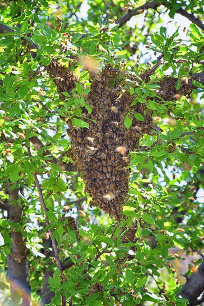 essaim d’abeilles mellifères, un insecte volant eusocial dans le genre apis mellifera de la clade d’abeilles. essaimage carniolan abeille italienne sur une branche de prunier au début du printemps dans l’utah. formation d’une nouvelle famille de  - colony collapse disorder photos et images de collection