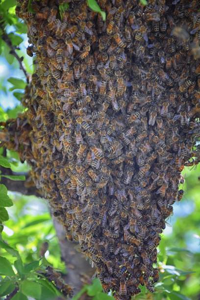 essaim d’abeilles mellifères, un insecte volant eusocial dans le genre apis mellifera de la clade d’abeilles. essaimage carniolan abeille italienne sur une branche de prunier au début du printemps dans l’utah. formation d’une nouvelle famille de  - colony collapse disorder photos et images de collection