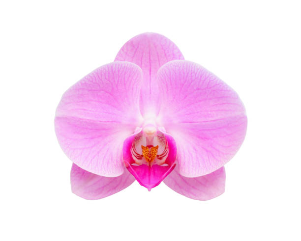 istock Beautiful phalaenopsis orchid flower isolated on white background 1226111705