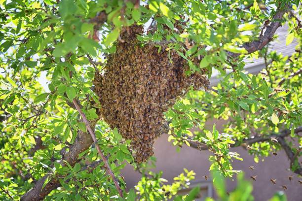 essaim d’abeilles mellifères, un insecte volant eusocial dans le genre apis mellifera de la clade d’abeilles. essaimage carniolan abeille italienne sur une branche de prunier au début du printemps dans l’utah. formation d’une nouvelle famille de  - colony collapse disorder photos et images de collection