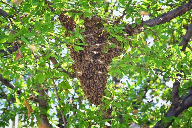 essaim d’abeilles mellifères, un insecte volant eusocial dans le genre apis mellifera de la clade d’abeilles. essaimage carniolan abeille italienne sur une branche de prunier au début du printemps dans l’utah. formation d’une nouvelle famille de  - colony collapse disorder photos et images de collection