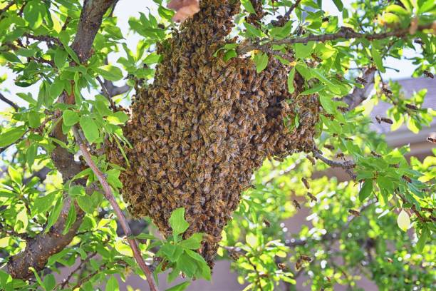 essaim d’abeilles mellifères, un insecte volant eusocial dans le genre apis mellifera de la clade d’abeilles. essaimage carniolan abeille italienne sur une branche de prunier au début du printemps dans l’utah. formation d’une nouvelle famille de  - colony collapse disorder photos et images de collection