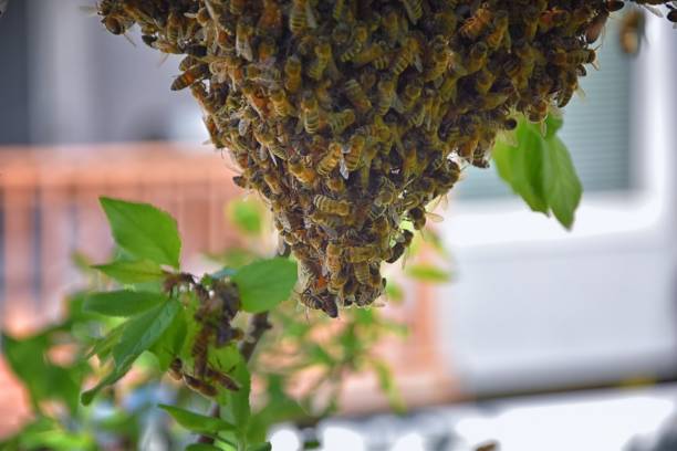 essaim d’abeilles mellifères, un insecte volant eusocial dans le genre apis mellifera de la clade d’abeilles. essaimage carniolan abeille italienne sur une branche de prunier au début du printemps dans l’utah. formation d’une nouvelle famille de  - colony collapse disorder photos et images de collection