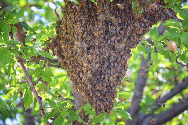 essaim d’abeilles mellifères, un insecte volant eusocial dans le genre apis mellifera de la clade d’abeilles. essaimage carniolan abeille italienne sur une branche de prunier au début du printemps dans l’utah. formation d’une nouvelle famille de  - colony collapse disorder photos et images de collection