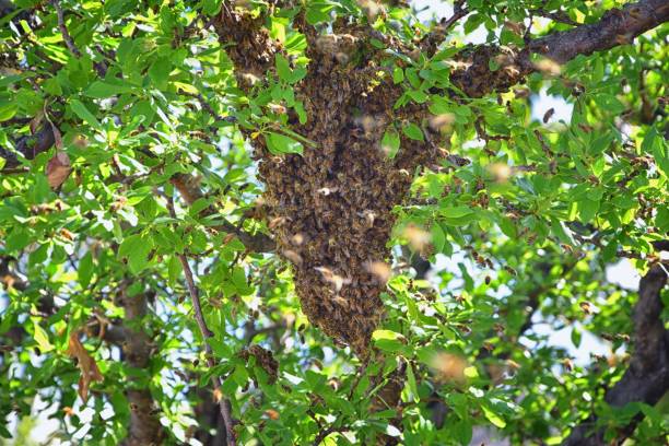 essaim d’abeilles mellifères, un insecte volant eusocial dans le genre apis mellifera de la clade d’abeilles. essaimage carniolan abeille italienne sur une branche de prunier au début du printemps dans l’utah. formation d’une nouvelle famille de  - colony collapse disorder photos et images de collection