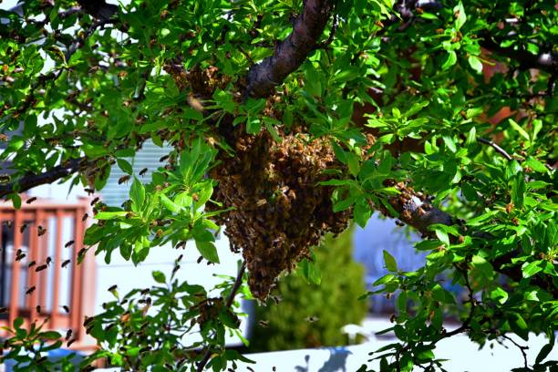 essaim d’abeilles mellifères, un insecte volant eusocial dans le genre apis mellifera de la clade d’abeilles. essaimage carniolan abeille italienne sur une branche de prunier au début du printemps dans l’utah. formation d’une nouvelle famille de  - colony collapse disorder photos et images de collection