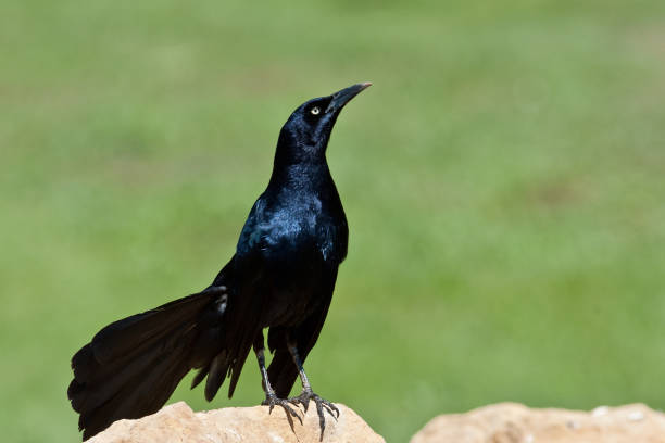 istock Male Great-Tailed Grackle on a Rock 1226112520