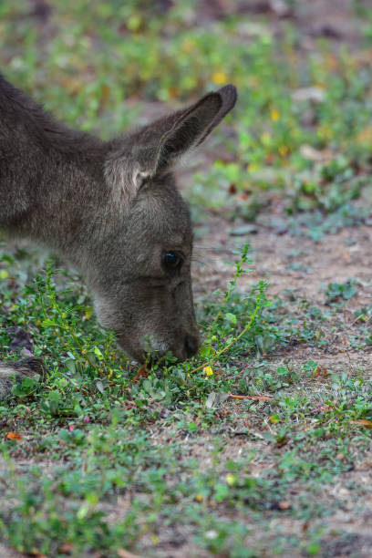 joey gris de kangourou mangeant l’herbe - joey kangaroo young animal feeding photos et images de collection