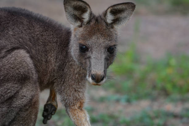istock Grey Kangaroo joey close up 1226115785