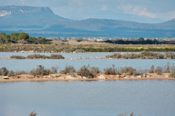 istock S'Albufera Natural Park lagoon, Mallorca 1226117456