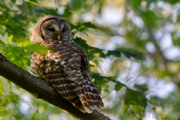 istock Barred Owl on the tree branch, Surrey, BC, Canada 1226117737