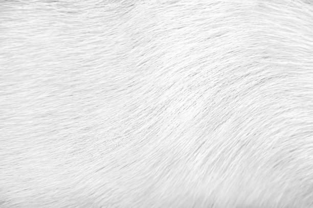 istock Dog fur texture animal skin white grey background 1226120236