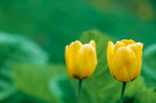 Two yellow tulips grow in the garden. Close up. copy space