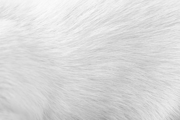 istock Animal fur white grey patterns , dog skin background 1226122088