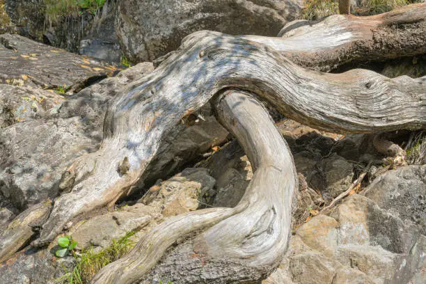 Photo of powerful thick roots and branches of cedar, dry curve of tree trunk without bark