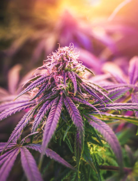 nahaufnahme von cannabis blütenknospe, die drinnen unter lila licht angebaut wird - flower purple macro bud stock-fotos und bilder