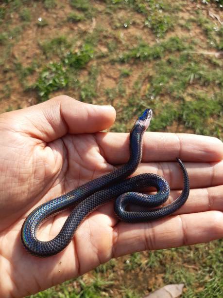istock Sunbeam snakes are found in southern Thailand. 1226125100