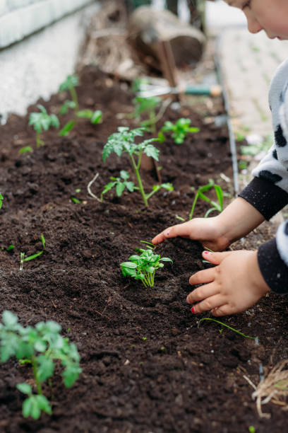 istock A young boy in pyjama is planting basil with two hands. 1226125822