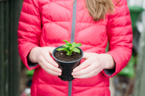 A 12 year old girl wearing a red jacket (hidden face) is holding a basil plant. A 12 year old girl wearing a red jacket (hidden face) is holding a basil plant. She is standing in her backyard during spring in Quebec, Canada. growing basil stock pictures, royalty-free photos & images