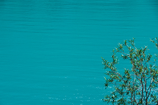 green tree on background of water surface of lake or river