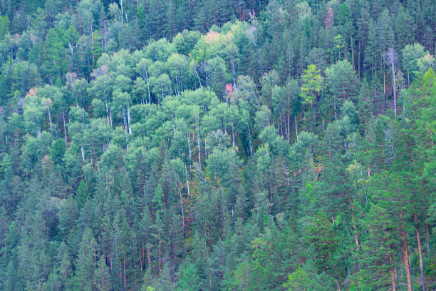 istock green carpet of trees on hillside, dense coniferous forest as background 1226127808