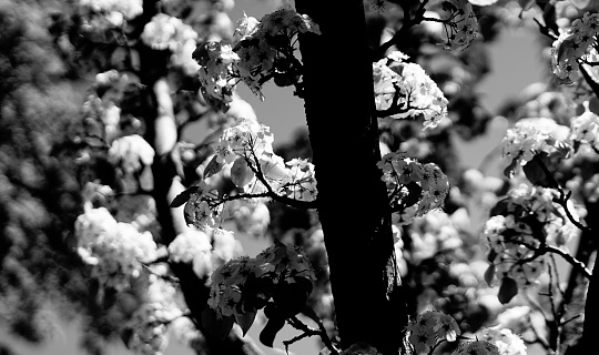 The beauty of nature in black in white