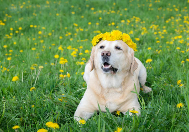 glad gul labrador retriever liggande på gräset med en krans av maskrosor på huvudet - blomkrona bildbanksfoton och bilder