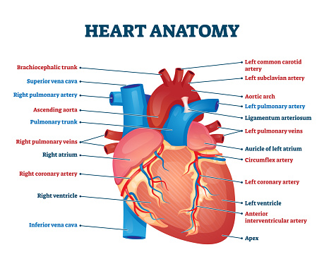 Heart Anatomy Vector Illustration Labeled Organ Structure Educational  Scheme Stock Illustration - Download Image Now - iStock