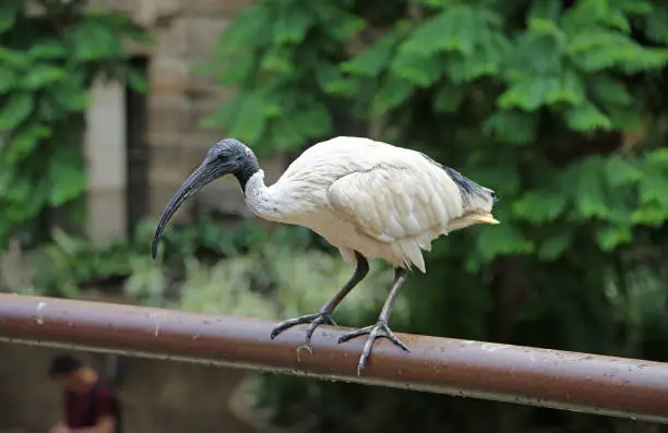Wild white australian ibis in the city - Sydney, New South Wales