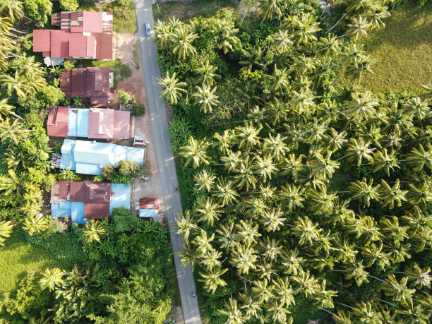 istock Aerial view Malays house full with coconut trees 1226130698