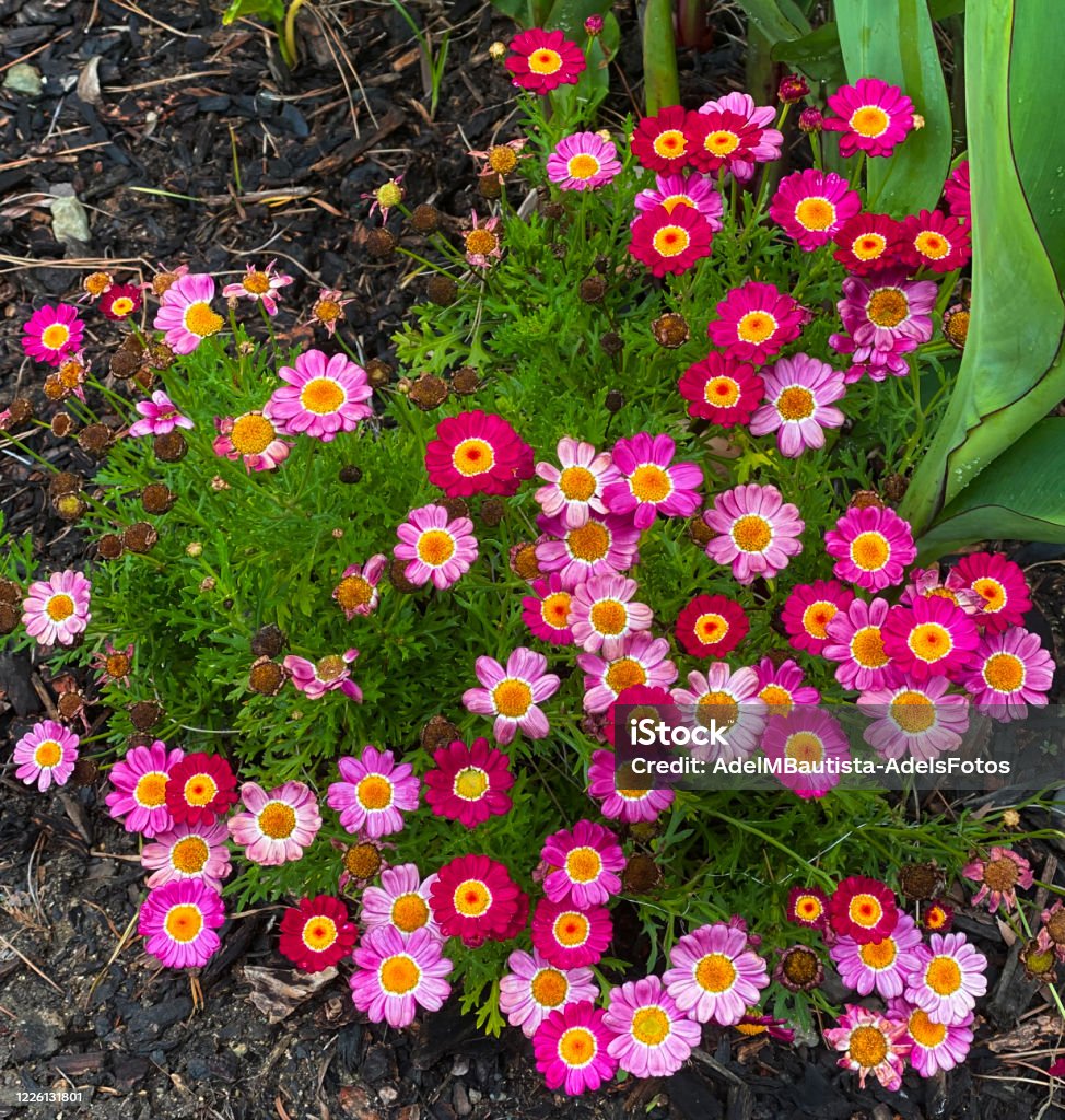 Daisies Beauty Stock Photo