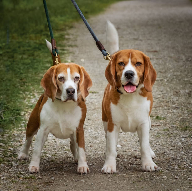 istock View of two cute beagles on a walk 1226131996