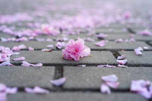 istock Sakura flower petals on the cobblestones. 1226132852