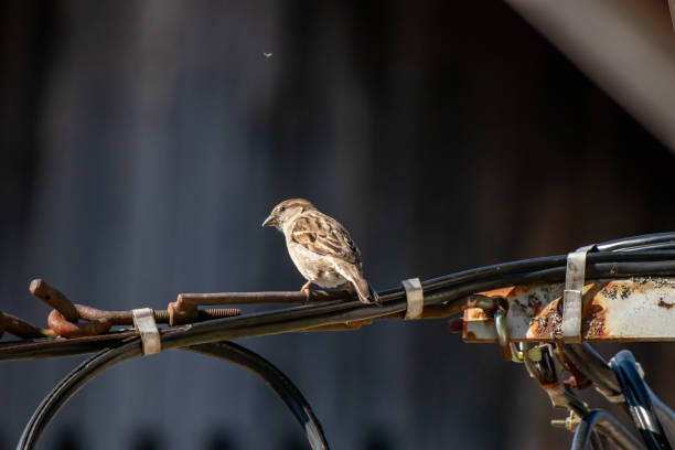 istock House sparrow resting on electric cable 1226133673