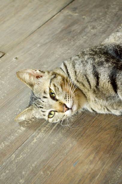 istock cute cat on wood floor 1226135550