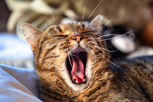 a cat yawing