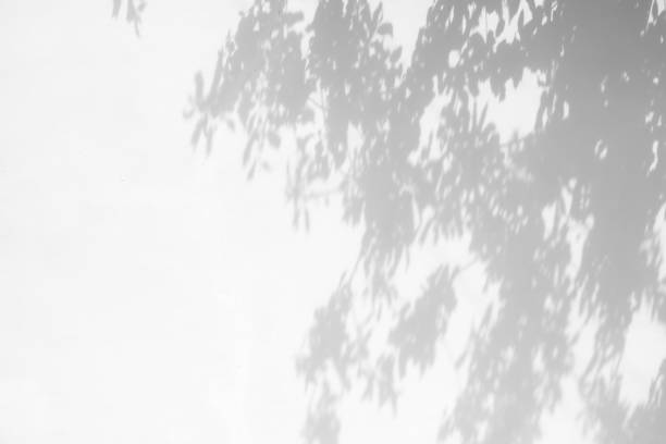 istock shadows of the tree branches on a white wall 1226137602