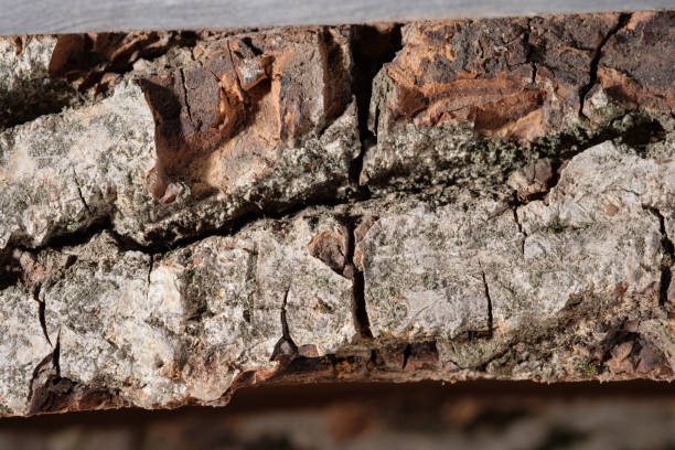 istock Tree bark.Wood texture background surface with old natural pattern. Texture of wood background close up. Top view. Copy space. 1226137701