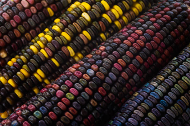 istock Multi-colored corn seeds - a unique cultivar created by an American farmer. 1226137734