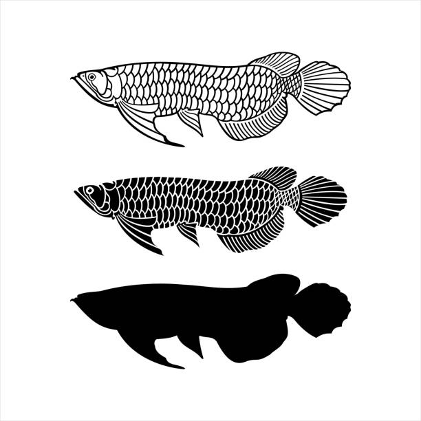 Arowana fish vector designs hillouette Arowana fish vector designs hillouette golden arowana fish stock illustrations