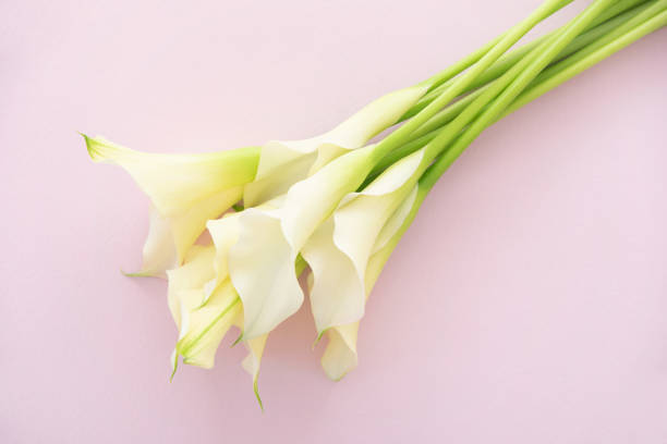 istock Bouquet of the white calla 1226142246