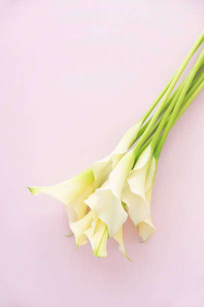 istock Bouquet of the white calla 1226142324