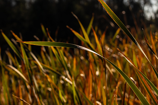 Reeds in the breeze