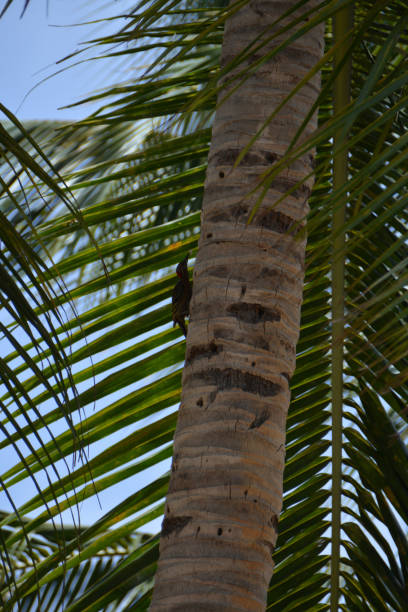istock bird on the palm tree trunk, in front of the leaves 1226143296
