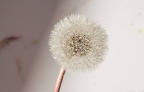 istock dandelion on a white background with shadows. Abstraction from natural materials. Background with dry plants 1226143484