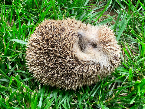 Hedgehog on the Lawn