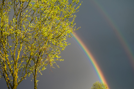 Double rainbow across the sky, a tree in the foreground